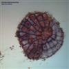 McDonas, Thollem / Pauline Oliveros / Nels Cline-Molecular Affinity vinyl lp (due to size and weight, this price for the USA only. Outside of the USA, the price will be adjusted as needed) 05-ROAR 042LP
